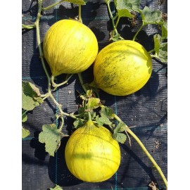 Southeast Seeds Casaba Melon, Golden Beauty, NON-GMO, Muskmelon, Variety Size Packets, FREE SHIP - 50 Seeds