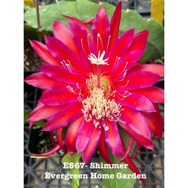 Cactus Rooted Epiphyllum Orchid Cactus “Shimmer”Growi