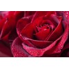 EsencialMX Esencia De Rosas Para Difusor 10ml