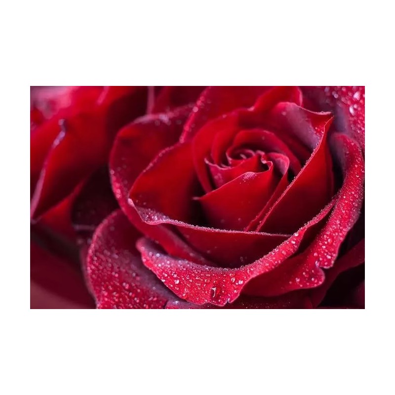 EsencialMX Esencia De Rosas Para Difusor 10ml