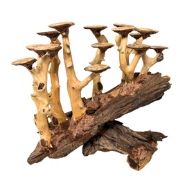 Bonsai Driftwood Aquarium Trees on Rock (11" Height) – Handcrafted Natural Fish Tank Decoration | Balances Water pH, Stabilizes Environment | Easy to Install