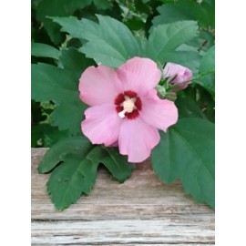 White & Pink 200 White & Pink Rose of Sharon Hibiscus Flower Tree Bush Seeds