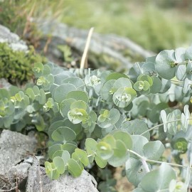 seeds 275 Eucalyptus Seeds, USA Seller Free Shipping Seeds Fragrant - Gunnii