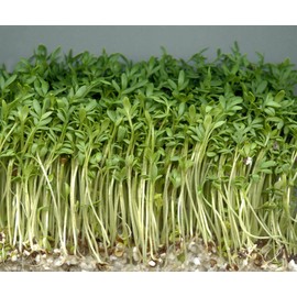 Fresh 3000 Curled Garden Cress Seeds Non-GMO Heirloom | USA Seller