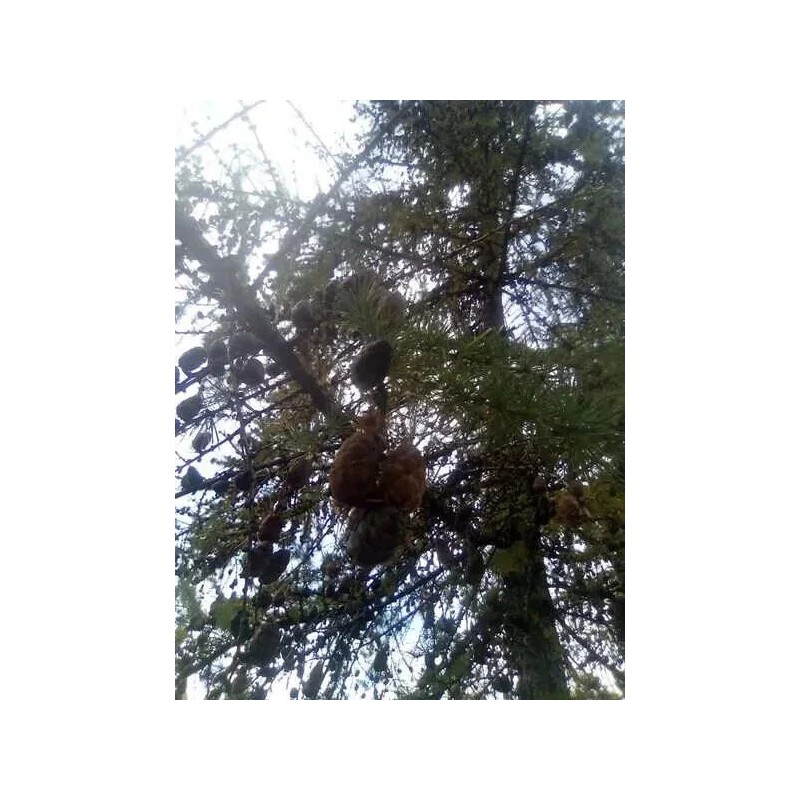 Beardragon Larch (Larix mixed variety, 20 seeds Alaska Wild Harvested