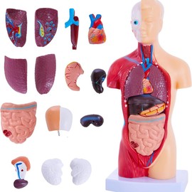 Peakloong Human Anatomy Study Models 15-Piece Removable 11-Inch Human Torso Anatomy Model with Internal Organs for Students