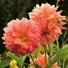 Ace Summer Sunset Dahlia - 5 Gallon Size Bare Root Tuber - Stunning Sunset-Colored Blooms for Spring Planting 2025 - Perfect for Outdoor Gardens and Containers