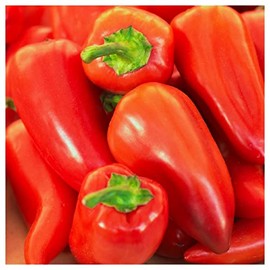 Everwilde Farms - 1/4 Lb Organic Pimento Sweet Pepper Seeds - Gold Vault