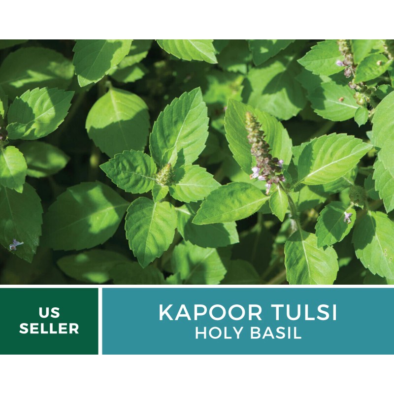 Fresh Basil, Kapoor Holy Tulsi - 250 Seeds, Heirloom Herb