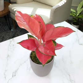China Red Aglaonema Chinese Evergreen Live Plant Decor Planter, Exotic Plants Live Tropical Plants, Rare House Plants Indoors Live Plants Indoor Plants Live Houseplants Live Indoor by Plants for Pets