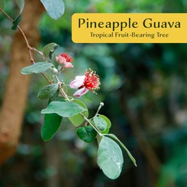 3 Pineapple Guava (Feijoa) Trees | Live Saplings in 2.5-inch Nursery Cubes | Feijoa Sellowiana Variety | Drought-Tolerant Fruit-Bearing Trees and Shrubs | Tropical Ornamental Charm for Home and Garden
