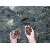 Evergreen Farm and Garden 50 lbs Catfish Food 32% Protein