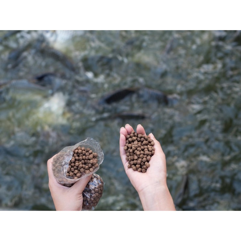 Evergreen Farm and Garden 50 lbs Catfish Food 32% Protein