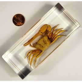 4.3" Real Large Golden Fiddler Crab in Crystal Clear Lucite Resin Paperweight Specimen Preserved Aquatic Animal Taxidermy Collection for Biology Science Education & Desk Ornament Display Supplies