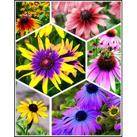Rudbeckia Seeds for Planting 5g Black Eyed Suan Vine Perennial