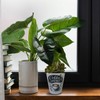 speecheese Coffee Lounge Flower Pot Perfect for Coffee and Tea