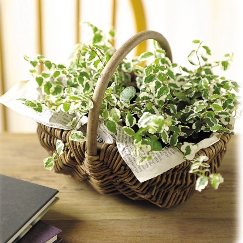 Ohashi Shinji Shoten KN011760 Flower Material, Black Willow Arrangement, Handmade,