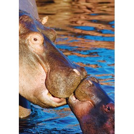 90210 Exotics Adorable Hippo Greeting Card – Blank Inside – Perfect for Birthdays, Friendship, Love, and Any Occasion, Mother's Day - Animal Nature-Themed - Larger Size 5x7 inch