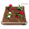 MIGHTY109 100% Natural Cedar Mulch, 40 Quarts Plus 8 Quarts