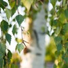 Vonderweid - Alcohol-free Birch Mother Tincture | Glycerine Extract |