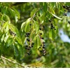 Prunus padus (European Bird Cherry) Tree Seed, Fragrant White Flowers,