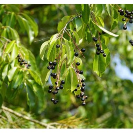 Prunus padus (European Bird Cherry) Tree Seed, Fragrant White Flowers, red to Black Fruits, You Choose The Quantity (1 Pack)