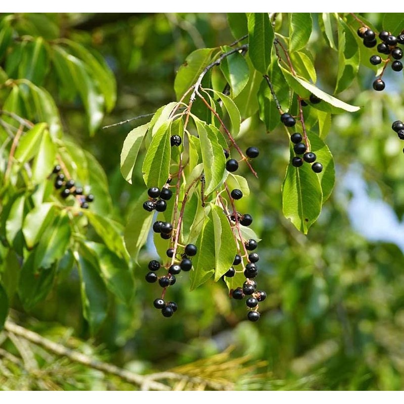 Prunus padus (European Bird Cherry) Tree Seed, Fragrant White Flowers,