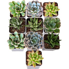 Costa Farms Succulents (10 Pack), Live 2.5 Inch Succulent Plants, Grower's Choice Houseplants, Potted in Nursery Plant Pots, Potting Soil, Gift for Bulk Baby Shower, Bridal Shower, DIY Room Décor