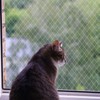 heqxwl Nylon Cat Protection Net for Balcony, No Drilling, Transparent,