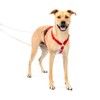 PetSafe Sure-Fit Harness - Maximum Adjustability - Soft Padded Straps