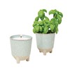 Modern Sprout Glow and Grow Herb Garden Candle + Basil