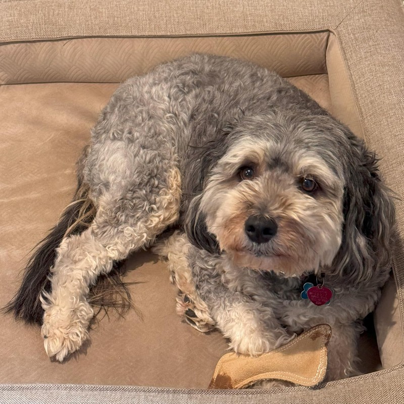 SPOT Dura-Fused Leather Small Bone Dog Toy – Durable Chew