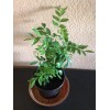 Tree Curry Leaf Plant Murraya koenigii 4 Inches +Tall Plant In A  3 Inch Pot.