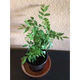 Tree Curry Leaf Plant Murraya koenigii 4 Inches +Tall Plant In A  3 Inch Pot.
