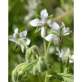 Southeast Seeds White Borage, Bianca, Starflower, Tailwort, NON-GMO, Heirloom, FREE SHIPPING - 30 Seeds