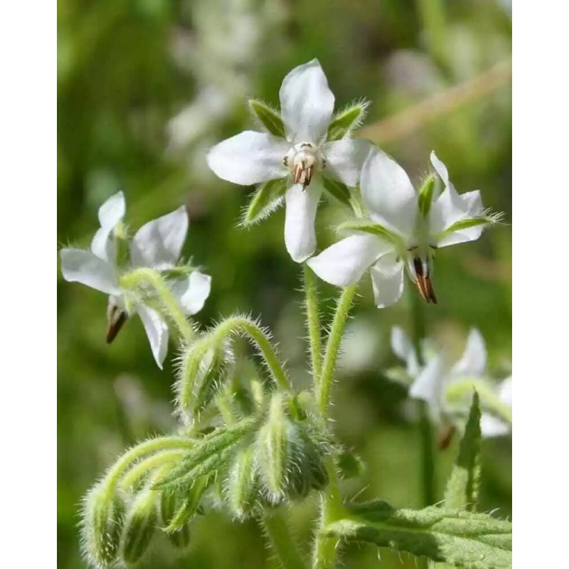 Southeast Seeds White Borage, Bianca, Starflower, Tailwort, NON-GMO, Heirloom, FREE