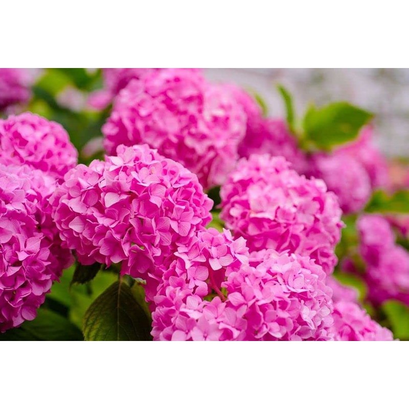 Hydrangea Mix 10+ Seeds Flowers Planting for Outdoor Indoor