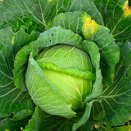 Cabbage Seeds - Glory of Enkhuizen - 1 Oz ~6,500 Seeds - Brassica oleracea VAR. capitata - Farm & Garden Vegetable Gardening & Microgreens Seeds - Non-GMO, Heirloom, Open Pollinated, Annual