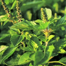 TomorrowSeeds - Green Leaf Holy Basil Seeds - 500+ Count Packet - for 2024 (Kapoor Tulsi) Ocimum Sanctum Tenuiflorum Tulasi Thai Sweet