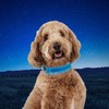 Nite Ize NiteDog Rechargeable LED Collar - Light Up Dog
