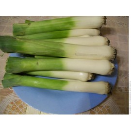 Seeds4planting - Seeds Leek Fall Giant - Organic