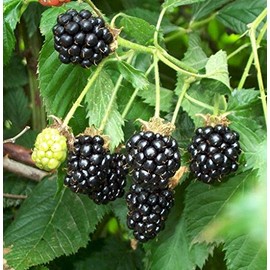 1 Starter Plant of Triple Crown Blackberry in Quart Pot