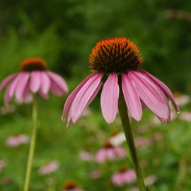 Purple Coneflower/Echinacea - 250 Seeds - Heirloom & Open-Pollinated Variety, Pollinator-Friendly Native Wildflower & Medicinal Herb Seeds for Planting Outdoors in the Home Garden, Thresh Seed Company