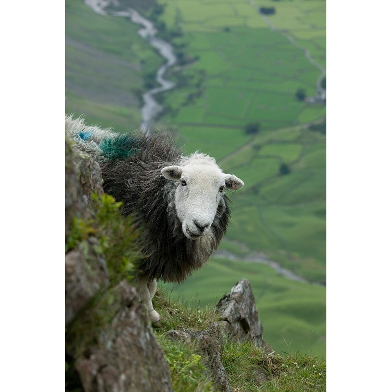 Women's Snug Feet 100% Herdwick Felt Boot Insole