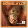 Orangutan Square Wall Calendar 2025