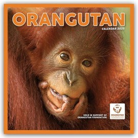 Orangutan Square Wall Calendar 2025