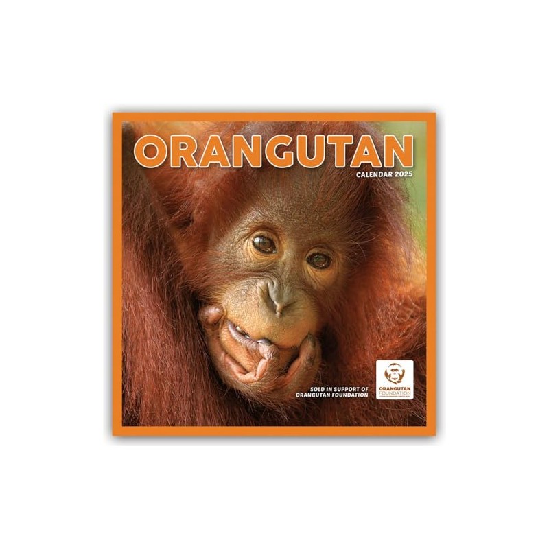Orangutan Square Wall Calendar 2025