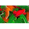 Bayside Candy Gummy Collection - Gummi Collection (Gummy Crocodiles/Gummi Crocodile,