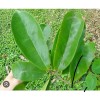 Tropical Leaves 100Fresh Organic Soursop Graviola Guyabano Guanábana Anno