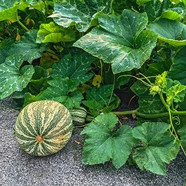 Squash Seeds - Winter - Cushaw Green Striped Pumpkin - 1 Lb ~2,720 Seeds - Cucurbita argyrosperma - Farm & Garden Vegetable Seeds - Non-GMO, Heirloom, Open Pollinated, Annual
